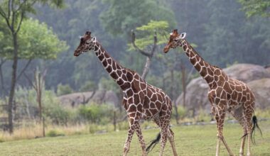 Giraffe ist nicht gleich Giraffe