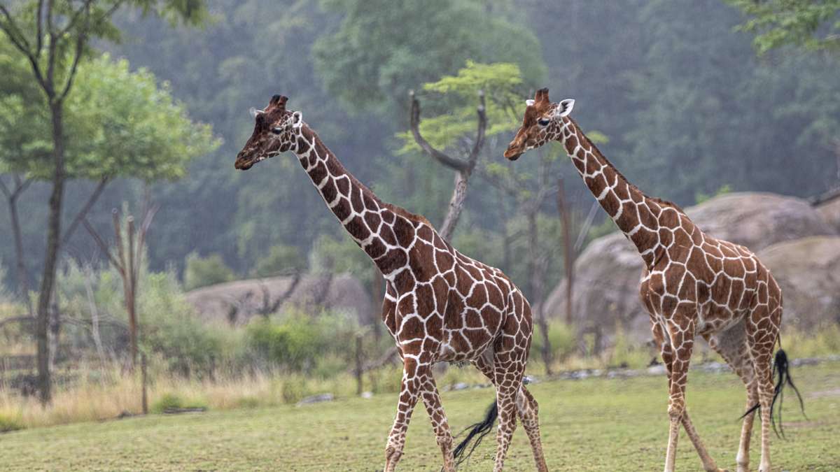 Giraffe ist nicht gleich Giraffe
