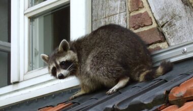 Tierische Einwanderer: Waschbären erobern Berlin – und könnten sich auch bald in der Schweiz vermehren