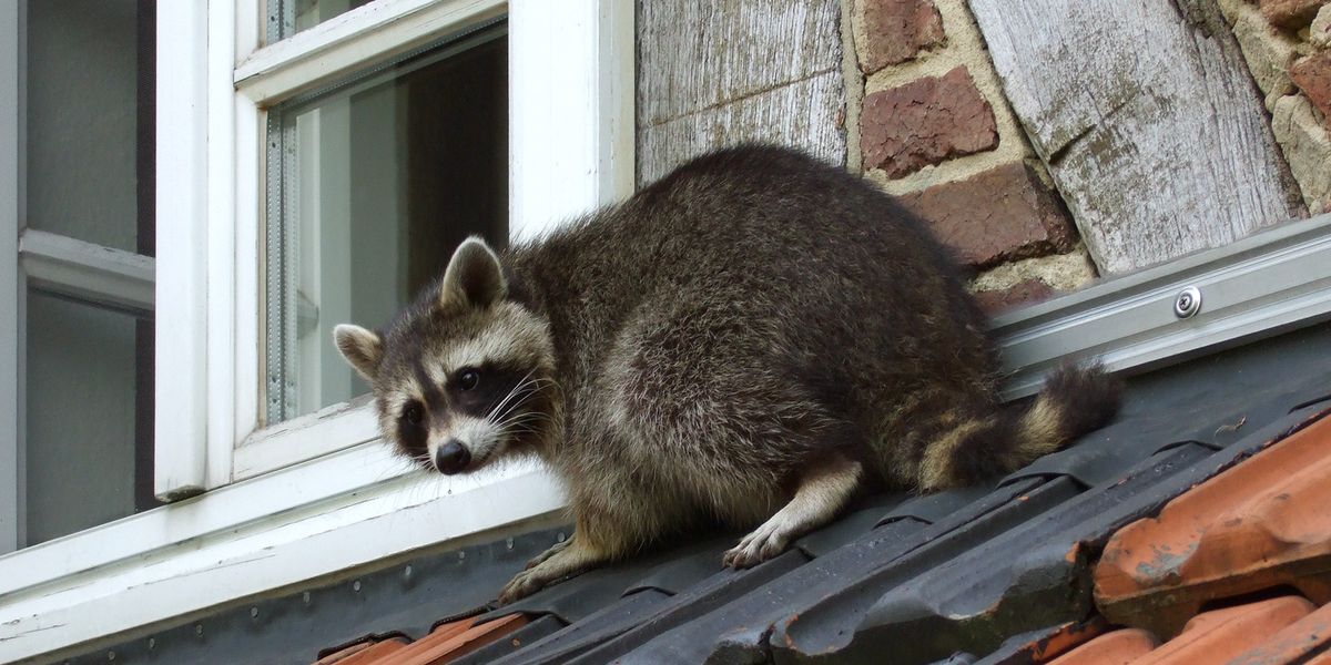 Tierische Einwanderer: Waschbären erobern Berlin – und könnten sich auch bald in der Schweiz vermehren