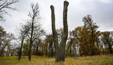 Archivbild: Geschädigte Bäume im Park Babelsberg. Auf einem Pressetermin wurde über die Förderung der Starkregenvorsorge und Klimaanpassung in denkmalgeschützten Garten- und Parkanlagen informiert. (Quelle: dpa/Kalaene)