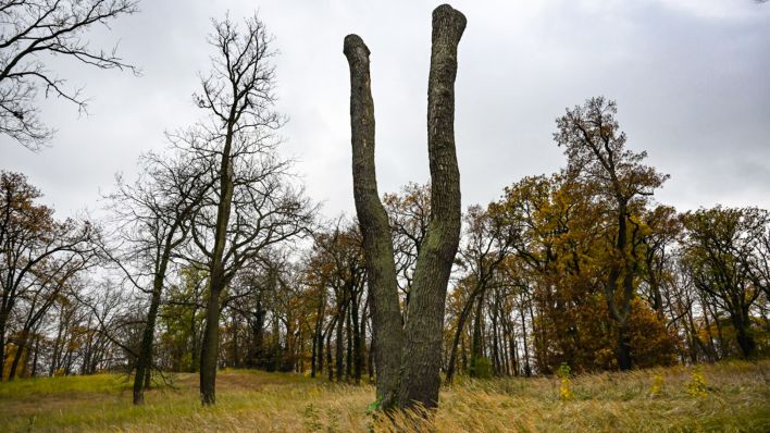 Archivbild: Geschädigte Bäume im Park Babelsberg. Auf einem Pressetermin wurde über die Förderung der Starkregenvorsorge und Klimaanpassung in denkmalgeschützten Garten- und Parkanlagen informiert. (Quelle: dpa/Kalaene)