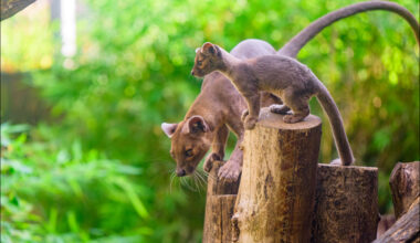 Großer Aktionstag im Zoo Duisburg am 30. August – Rundschau Duisburg