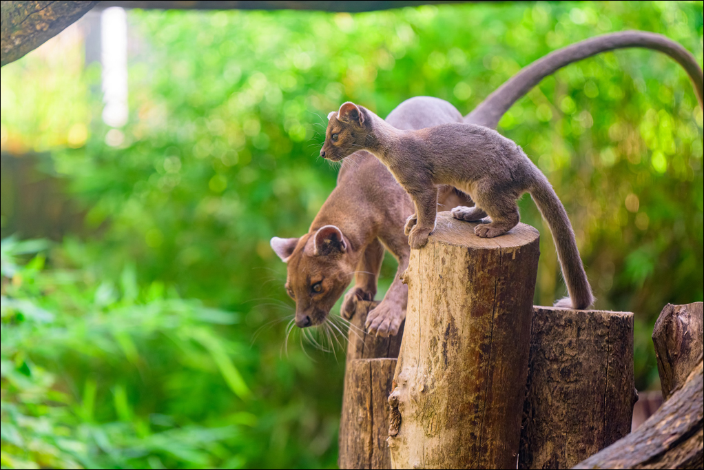 Großer Aktionstag im Zoo Duisburg am 30. August – Rundschau Duisburg