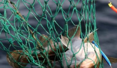 EU-Kommission schlägt teils geringere Fischfangquoten in Ostsee vor