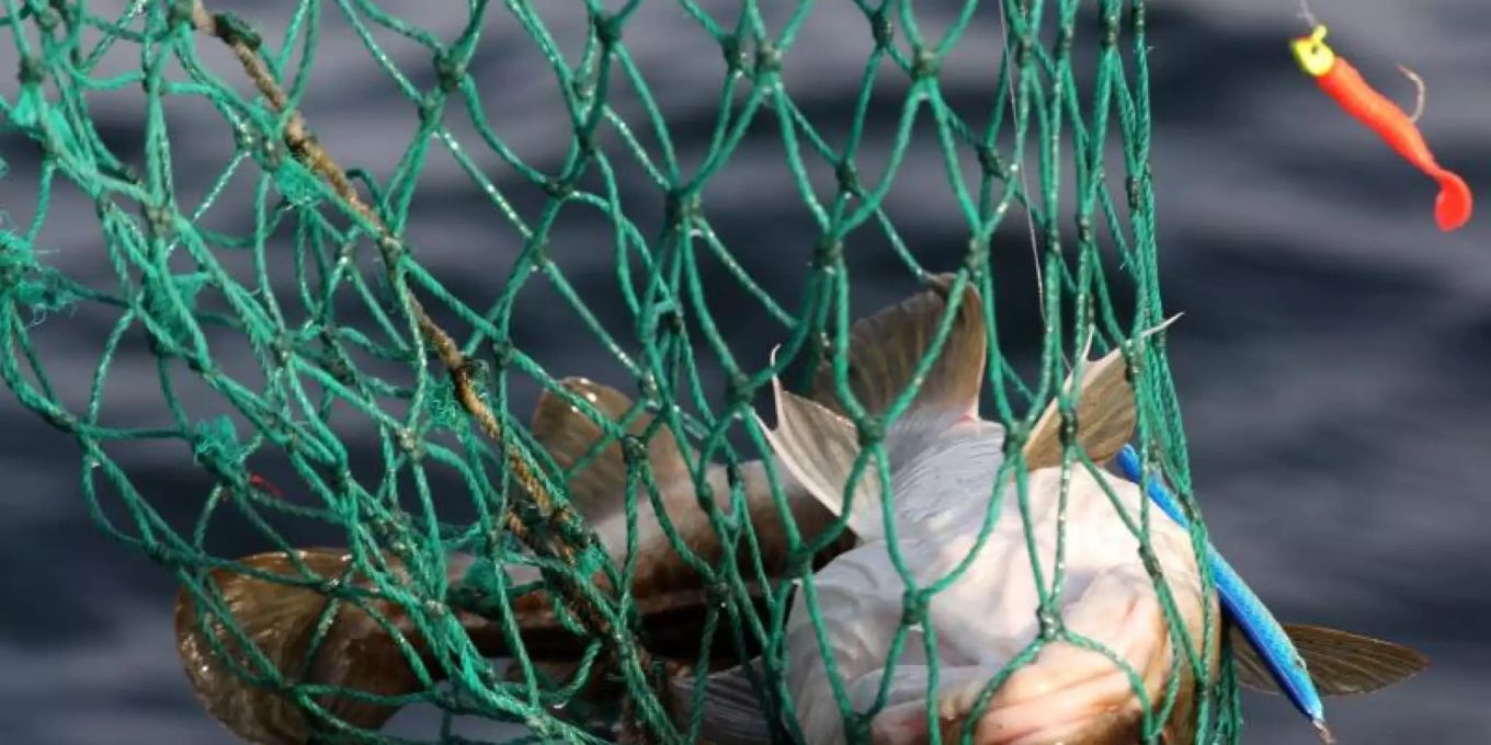 EU-Kommission schlägt teils geringere Fischfangquoten in Ostsee vor