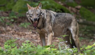 Archivbild: Wolf (Canis lupus) steht im Wald auf einer Lichtung und gähnt. (Quelle: dpa/Sommariva)