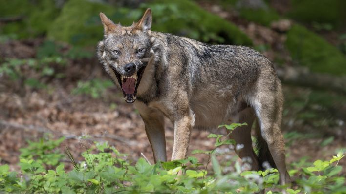 Archivbild: Wolf (Canis lupus) steht im Wald auf einer Lichtung und gähnt. (Quelle: dpa/Sommariva)