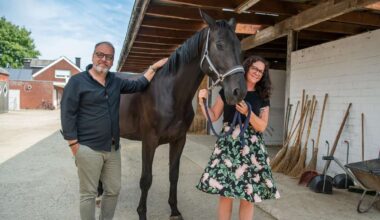 Krankes Pferd hat dramatische Reise hinter sich: „Wäre beim Schlachter gelandet“