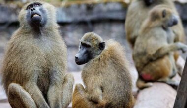 Pavian-Tötung: Tiergartenfreunde verurteilen Morddrohungen