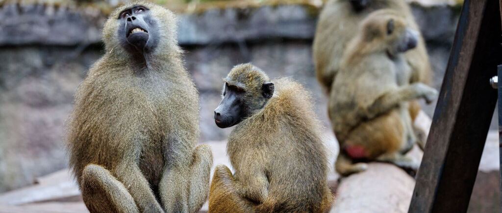 Pavian-Tötung: Tiergartenfreunde verurteilen Morddrohungen