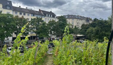 Ein Weinberg über der Stadt: Wo Geschichte in Flaschen lagert und Reben auf dem Dach wachsen
