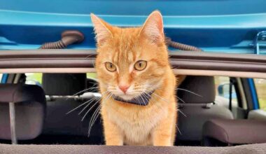 Chili, die verunglückte Katze, mit einem GPS-Tracker am Halsband, über den ihr Standort bestimmt werden konnte.