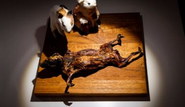 Disgusting Food Museum Stuttgart: Ekelhafte Speisen entdecken