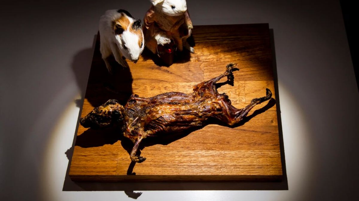 Disgusting Food Museum Stuttgart: Ekelhafte Speisen entdecken