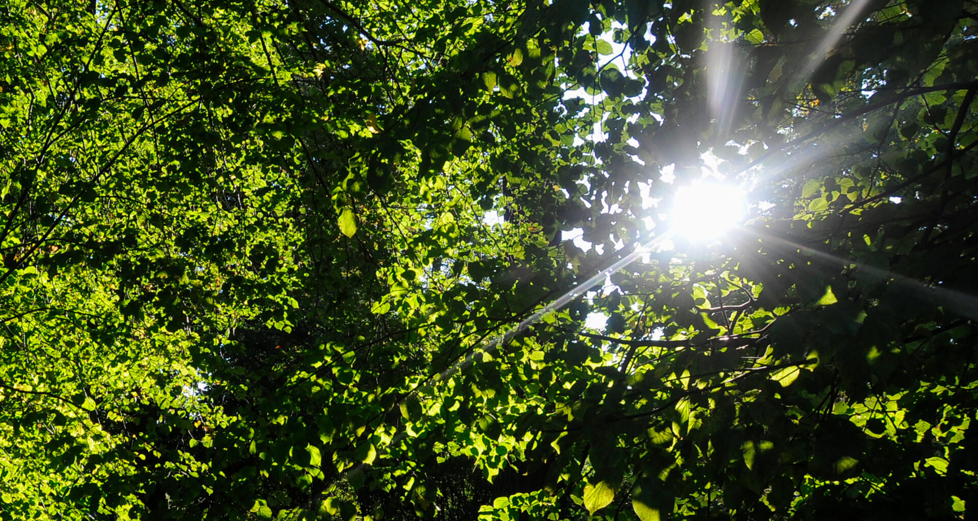 Klimaspaziergang in Katernberg-Beisen - essen.de