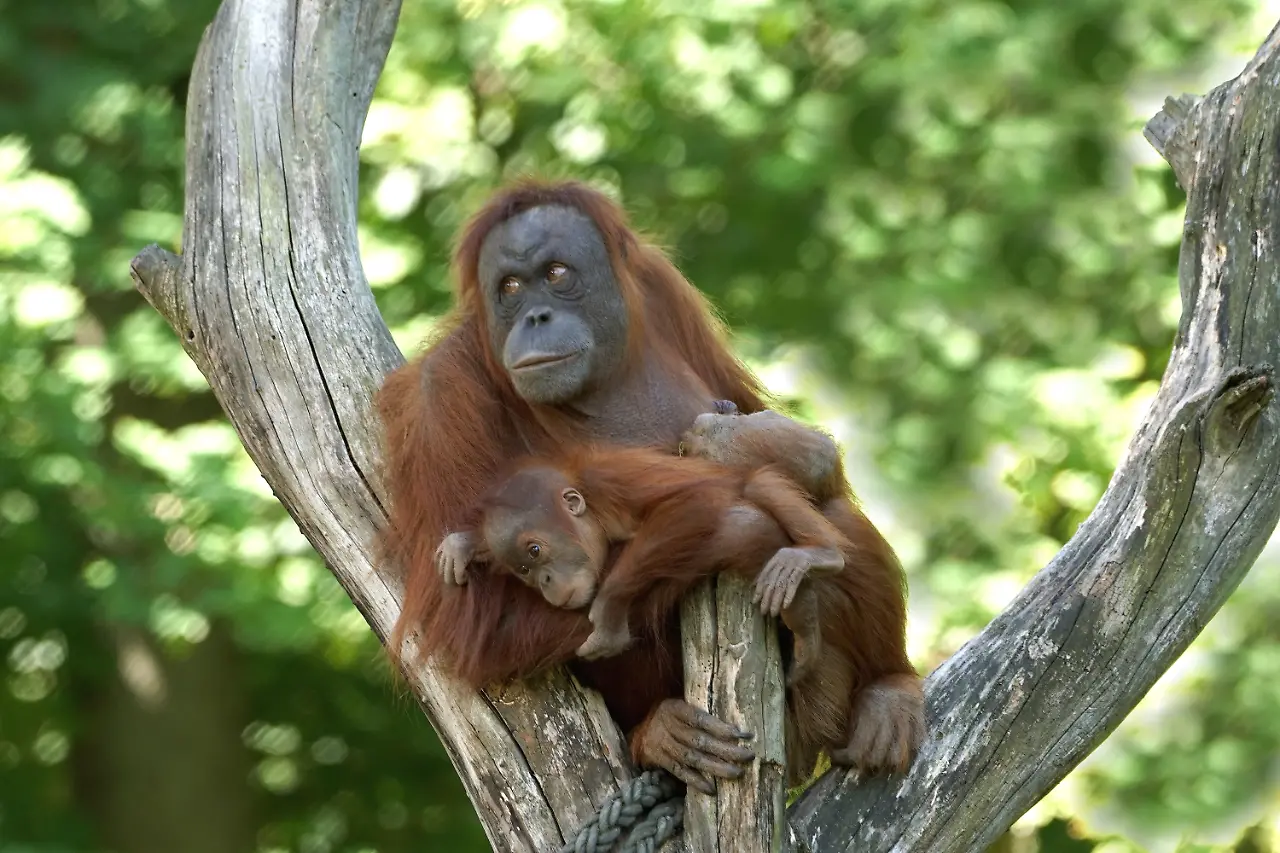 Zoo Leipzig2024_Sumatra-Orang-Utan_Jens Hummel (4).JPG