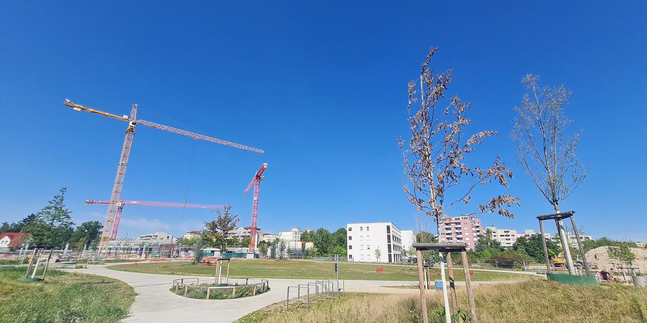 Anwohner des Züricher Parks in Nürnberg beschweren sich über vertrocknete Jungbäume