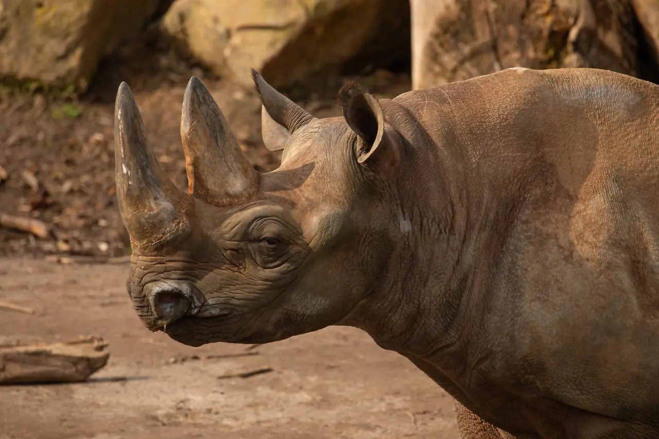 Zoo Leipzig 2025_Ostafrikanisches Spitzmaulnashorn_Frank Kammer.jpg