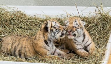 "Jungtieren das Leiden ersparen": Zoo Leipzig schläfert drei Tigerbabys ein