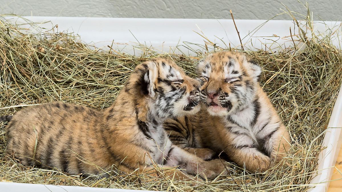 "Jungtieren das Leiden ersparen": Zoo Leipzig schläfert drei Tigerbabys ein