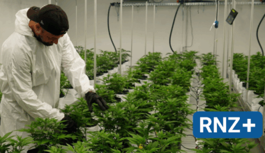"Grüne Liebe Rhein-Neckar": Mannheimer Cannabis-Club hat wohl die größte legale Plantage im Land - Mannheim und Metropolregion Rhein-Neckar - Nachrichten und Aktuelles