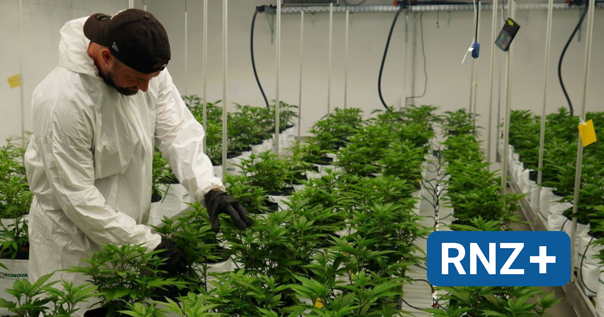 "Grüne Liebe Rhein-Neckar": Mannheimer Cannabis-Club hat wohl die größte legale Plantage im Land - Mannheim und Metropolregion Rhein-Neckar - Nachrichten und Aktuelles