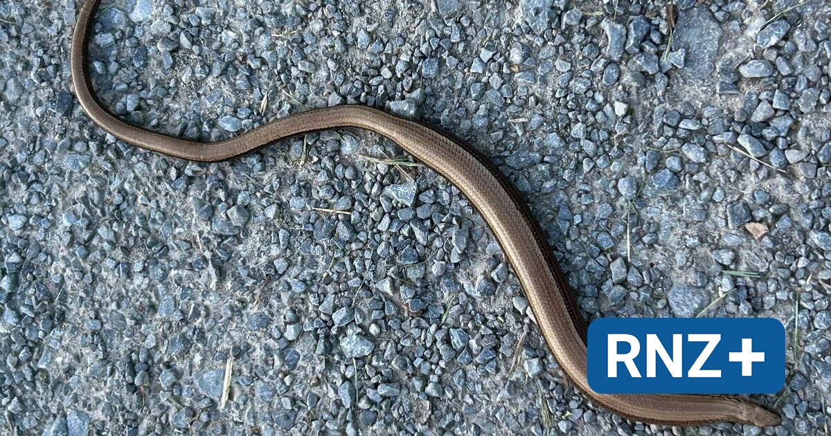 Schuppenschönheit in der Abendsonne: Blindschleiche am Richener Wikingerspielplatz erregte Aufsehen - Sinsheim-Kraichgau - Nachrichten und Aktuelles aus der Region