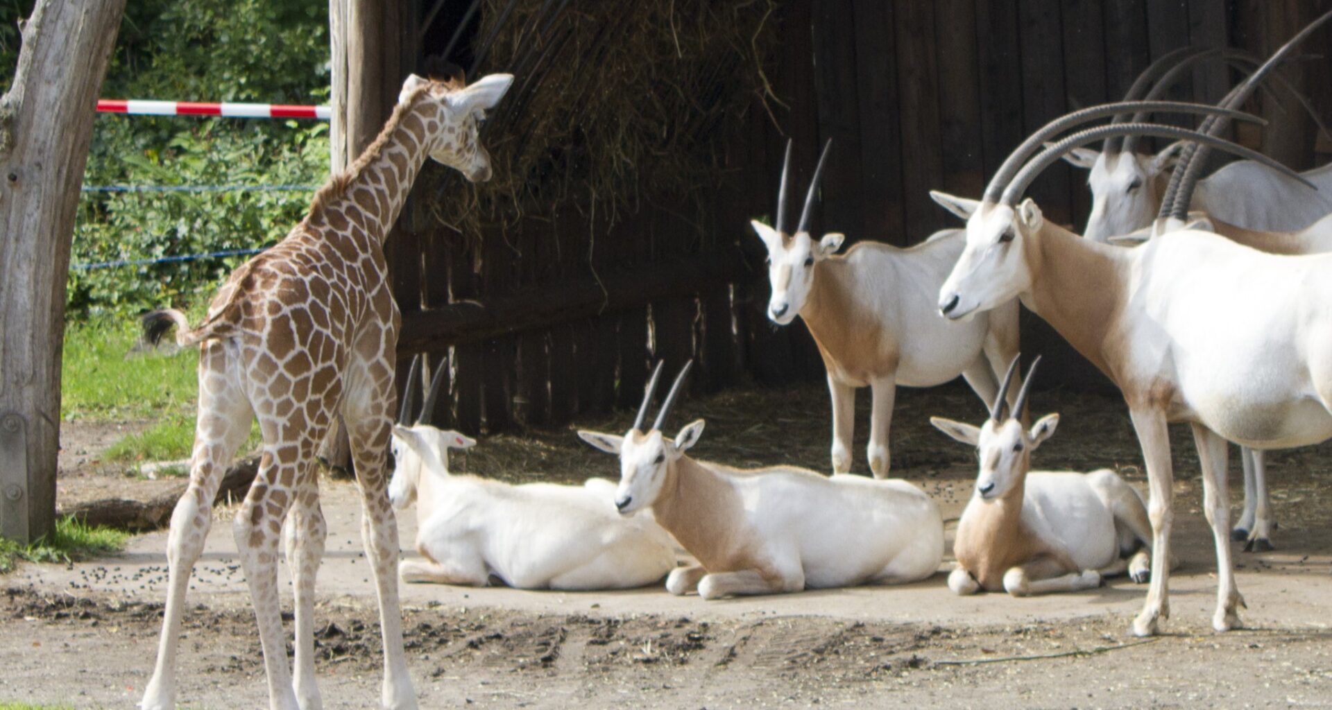 Tamikas Tochter lernt die Säbelantilopen kennen @ Zoo Leipzig