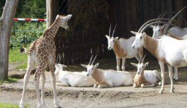 Tamikas Tochter lernt die Säbelantilopen kennen @ Zoo Leipzig