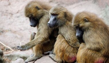 NRW-Zoos: Pavian-Tötung in Nürnberg nachvollziehbar | NRW