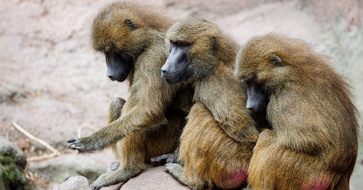 NRW-Zoos: Pavian-Tötung in Nürnberg nachvollziehbar | NRW