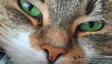 Die NW sucht die niedlichsten Katzen in Bielefeld