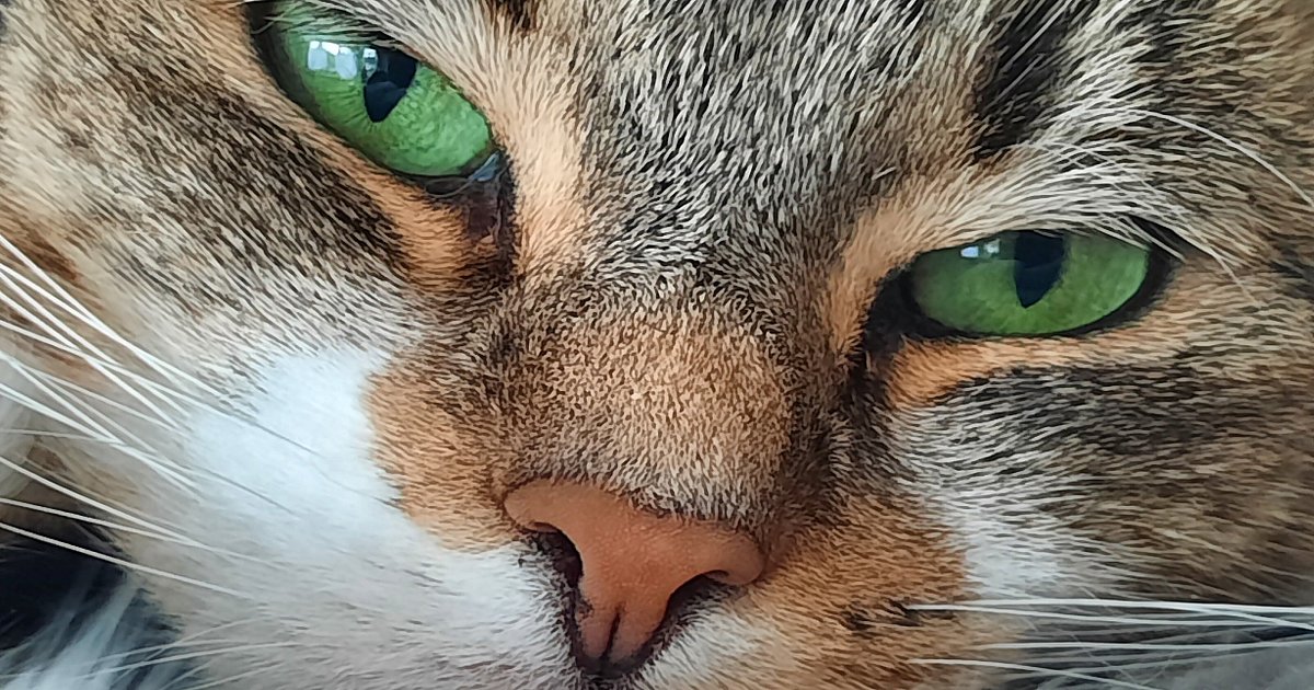 Die NW sucht die niedlichsten Katzen in Bielefeld