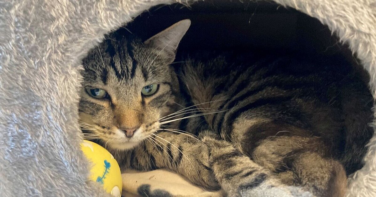 Kleine Notfelle - warum Straßenkatzen so leiden
