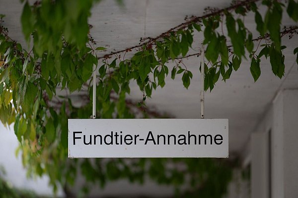 Rettung für ausgesetzte Katzen: die "Fundtier-Annahme" im Tierheim Berlin. (Archivbild) - © Sebastian Christoph Gollnow/dpa