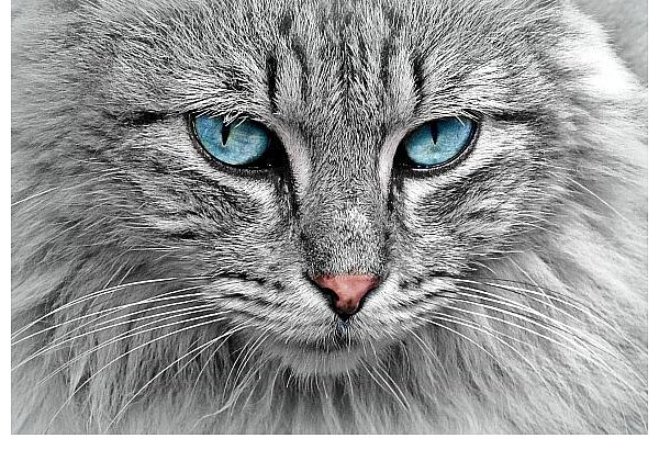 Die NW-Leser haben geliefert: Knapp 100 verschiedene Katzen wurden zur Bewertung eingeschickt. - © Pixabay