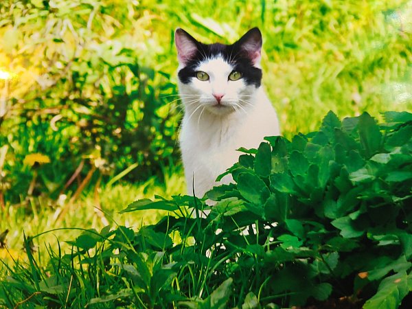 "Nehmt mich mit! Ich bin euer neues Katzenmädchen!", so in etwa - wahrscheinlich in Katzensprache - habe Paula laut Herrchen Jochen Vahle gebettelt, als die Wahl eigentlich auf eine andere Katze fallen sollte. - © privat