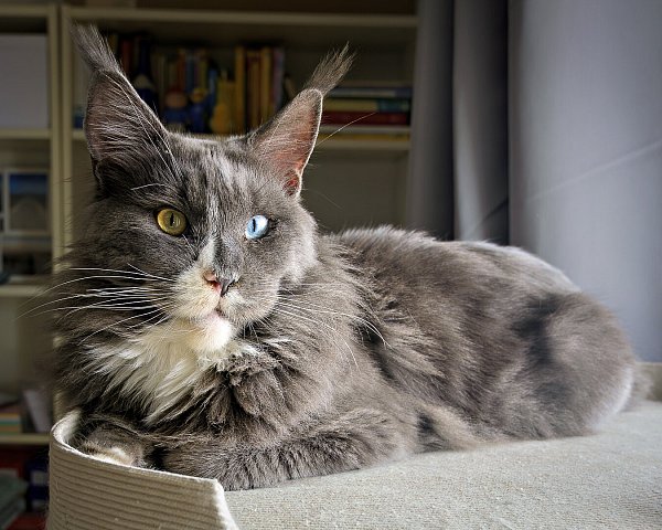 Der Schwarz-braun- und grün-gelb-äugige Maine Coon Kater Odin schnüffelt gerne herum - fast so wie ein Hund. - © privat