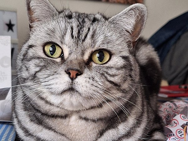 Die Black-Tabby-Silver-Classic-Katze Lizzy ist fünf Jahre alt und die Seelenkatze von Familie Horstmann. - © privat