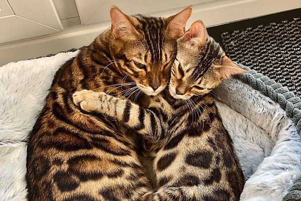 Carola Herrmann freut sich immer darauf, wenn ihre Tochter in den Urlaub fährt. Denn dann darf sie Liv und Lia "Katzensitten." - © privat