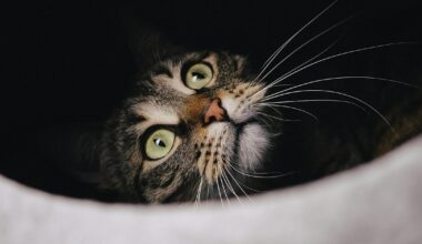 NW-Leser haben geliefert: Das sind die fünf lustigsten Katzenfotos