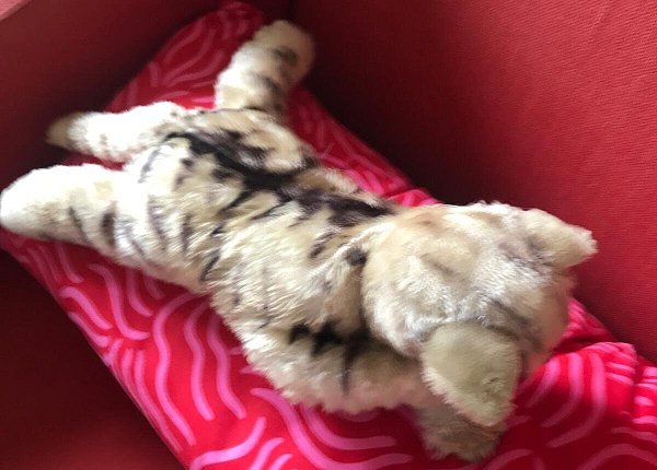 Schnurren kann dieser Kater wohl leider nicht. Dafür ist er sicher immer zum Kuscheln bereit. - © privat