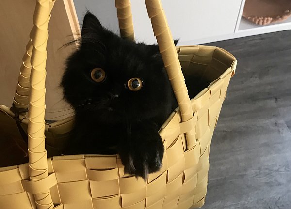 Während andere Katzen das Wasser scheuen, geht Moretti gerne baden. Natürlich mit Katzenshampoo, wie seine Katzeneltern versichern. - © privat