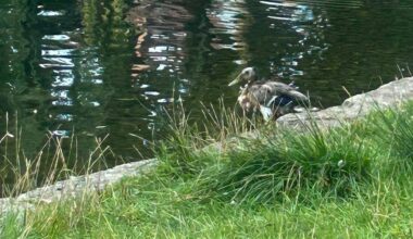 Haller sorgen sich um kleine Ente – warum die Stadt nicht helfen kann | Haller Kreisblatt