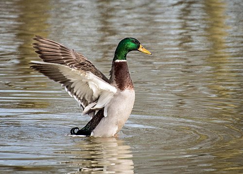Symbolbild: Für wilde Enten sind Jagdpächter zuständig. Wer eigenmächtig handelt, muss mit Schwierigkeiten rechnen. - © Pixabay
