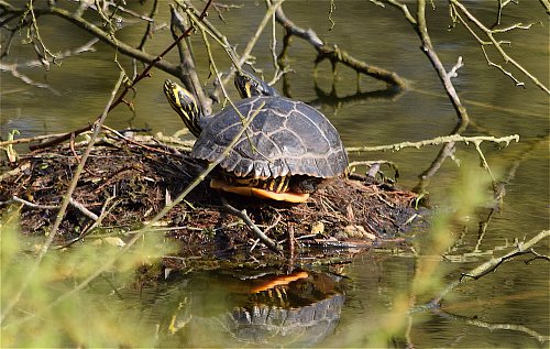Schildkröte im Vennteichsee: Ein unerwarteter Bewohner sonnt sich auf einem Nest eines Haubentauchers. - © Wolfgang Kosubek