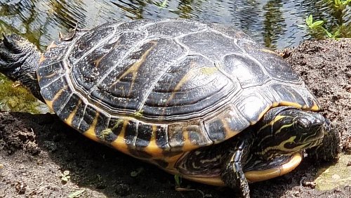 Beim warmen Wetter sonnt sich die Schildkröte auf den Steinen am Ententeich. - © Florian Gahlstorf