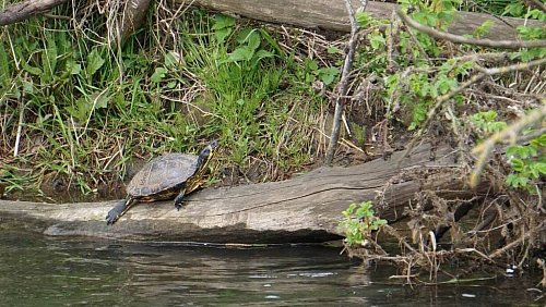 Die Gelbwangenschildkröte sitzt häufig auf diesem Baumstamm an der Hessel. - © Ingo Hanke
