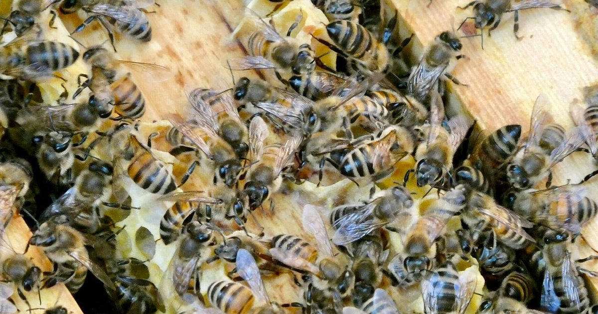 Nicht nur an Honig denken: Kritik am privaten Bienen-Boom | Wissenschaft
